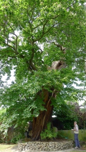 An ancient sweet chestnut tree in Blendon Drive