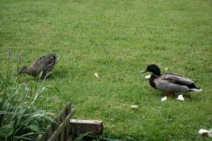 We were joined by some ducks, just to remind us that a lake used to be situated here!